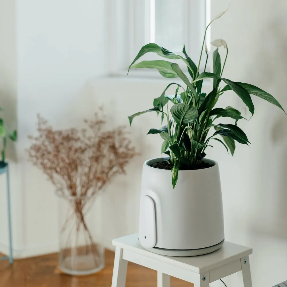 Petit électroménager - Vitesy Natede Smart - VITESY