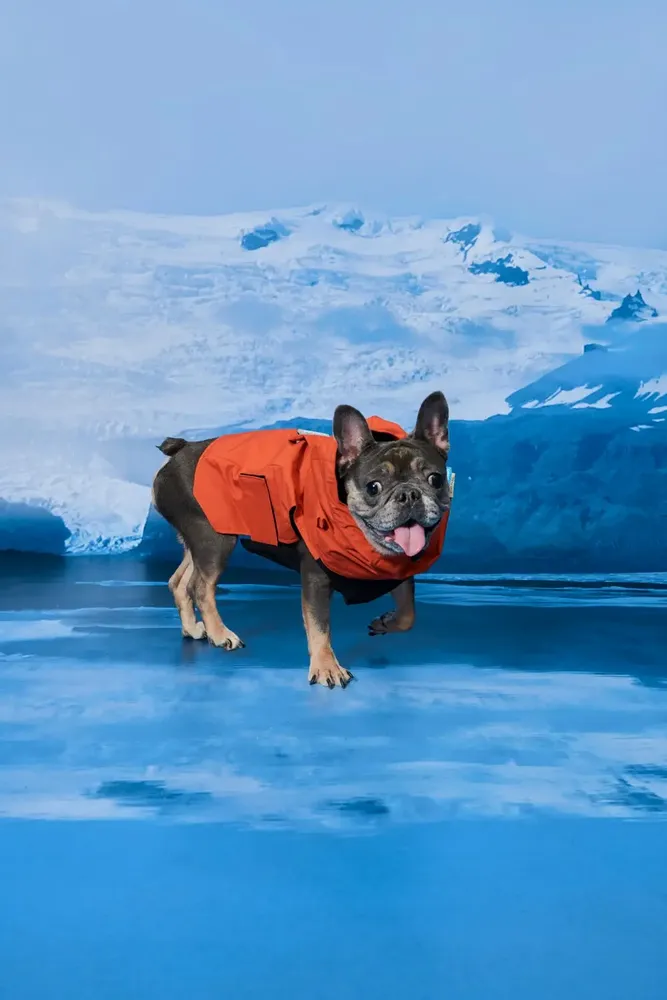 Pet accessories - Yama Paws/Sade Rain Orange Parka - MOMOTONE