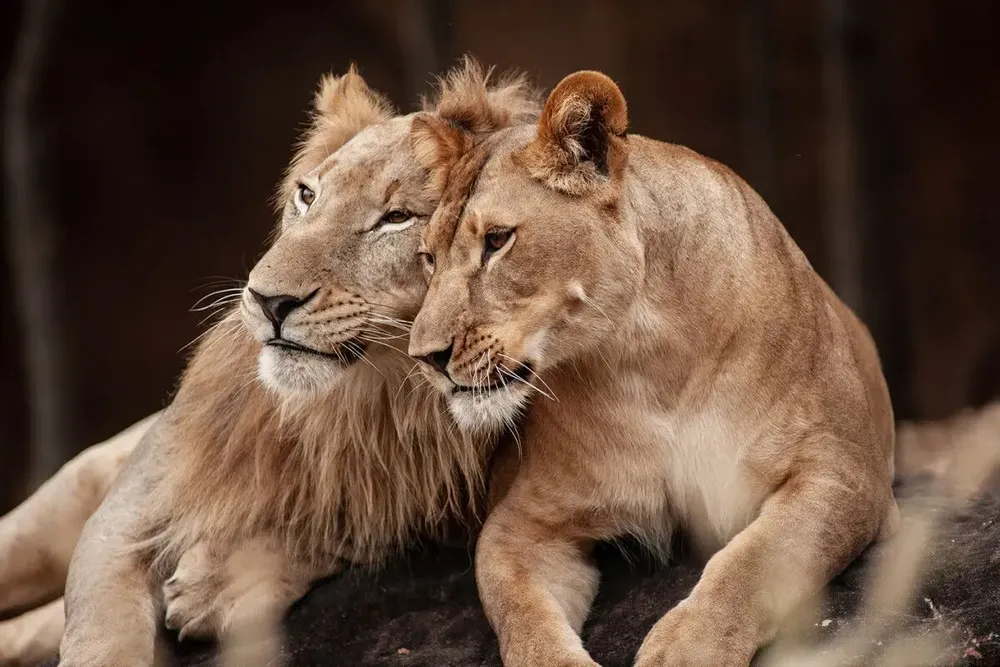 Décorations vitrail  - GLAS080120-1179 - TER HALLE