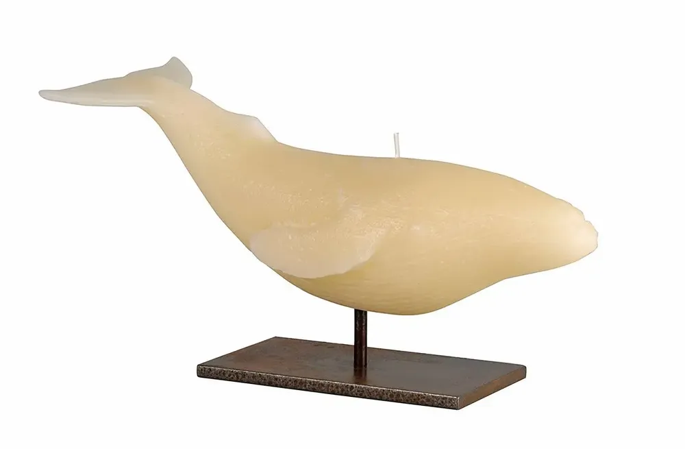 Bougies - SIR LANKESTER WHALE - CERABELLA SL