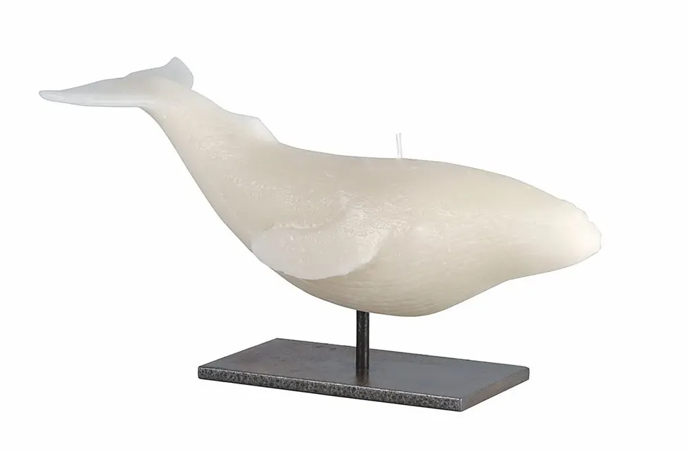 Bougies - SIR LANKESTER WHALE - CERABELLA SL
