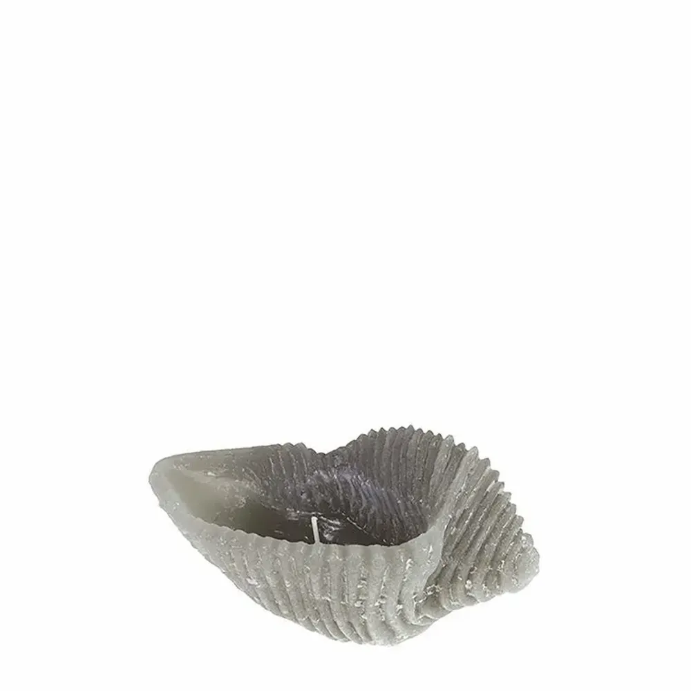 Bougies - SIR LANKESTER CARGOL S - CERABELLA SL