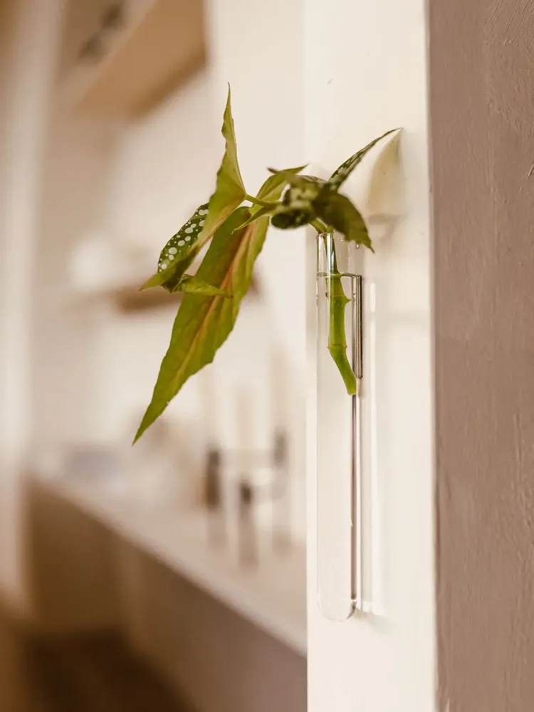 Vases - Soliflore (1 pièce) - WALLEAF