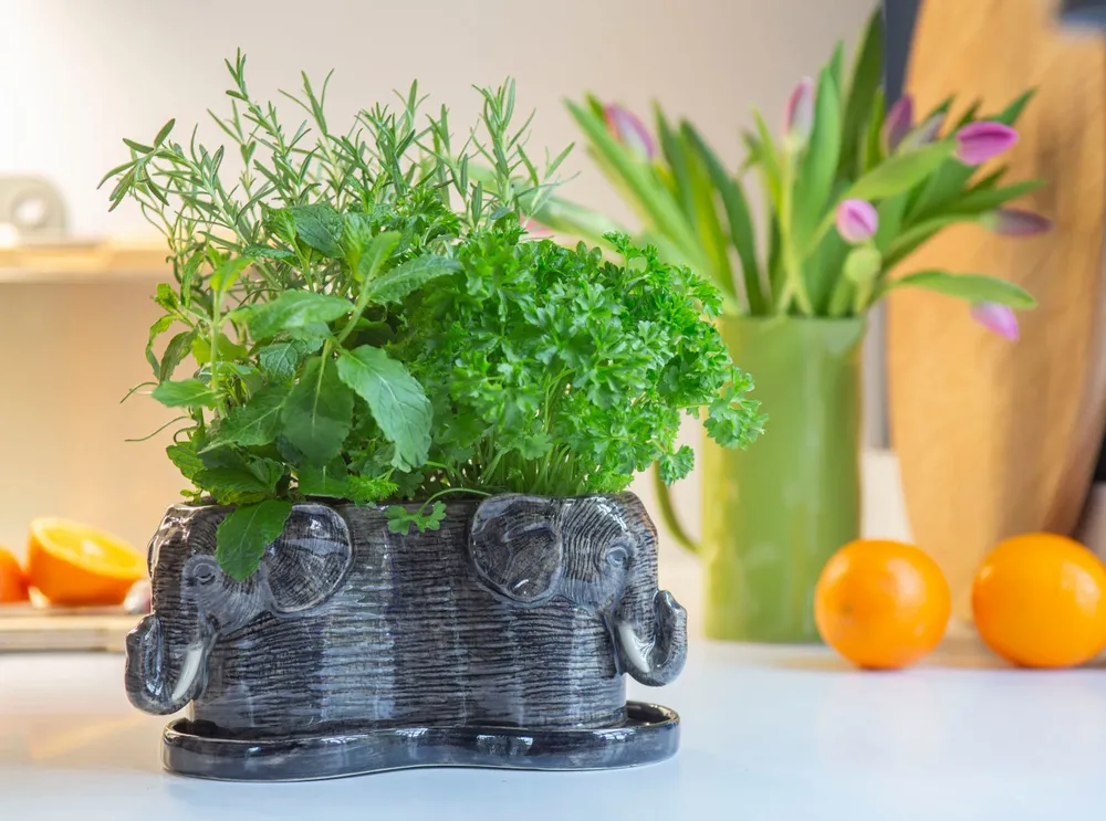 Food storage - Tri Planter - QUAIL DESIGNS EUROPE BV