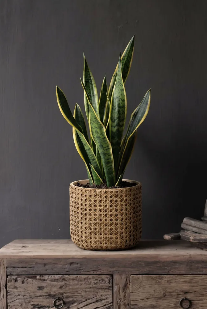 Flower pots - The RattanRock Planter - Natural - L - BAZAR BIZAR LIVING