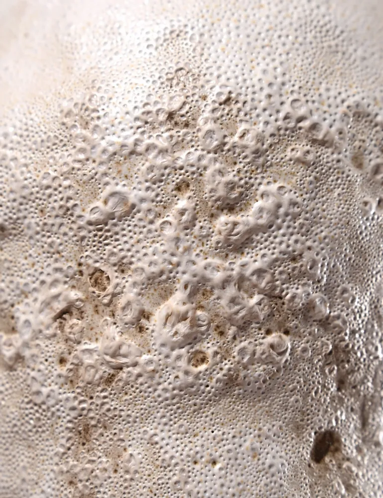 Design objects - Mycelium Running - KARLIEN VAN ROOYEN