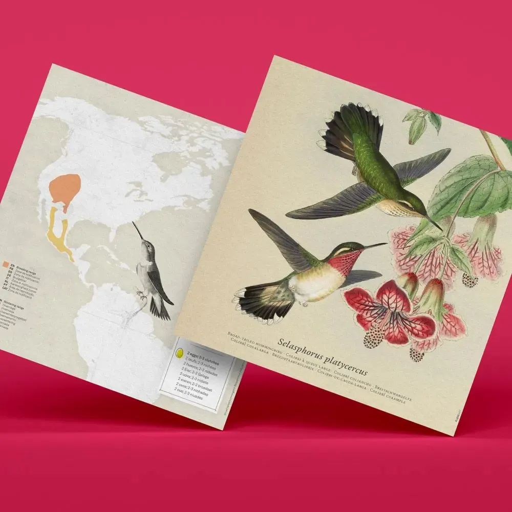 Design objects - Selasphorus Platycercus - PLEGO