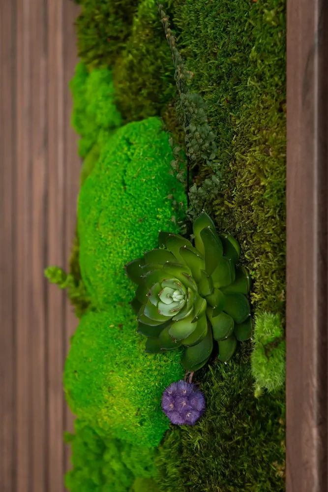 Revêtements muraux - LE MUR VEGETAL STABILISE - ATELIER ECOGREEN