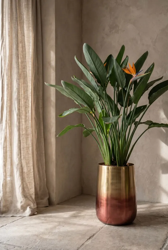 Vases - The Two Tone Brass Planter - Brass - XL - BAZAR BIZAR LIVING