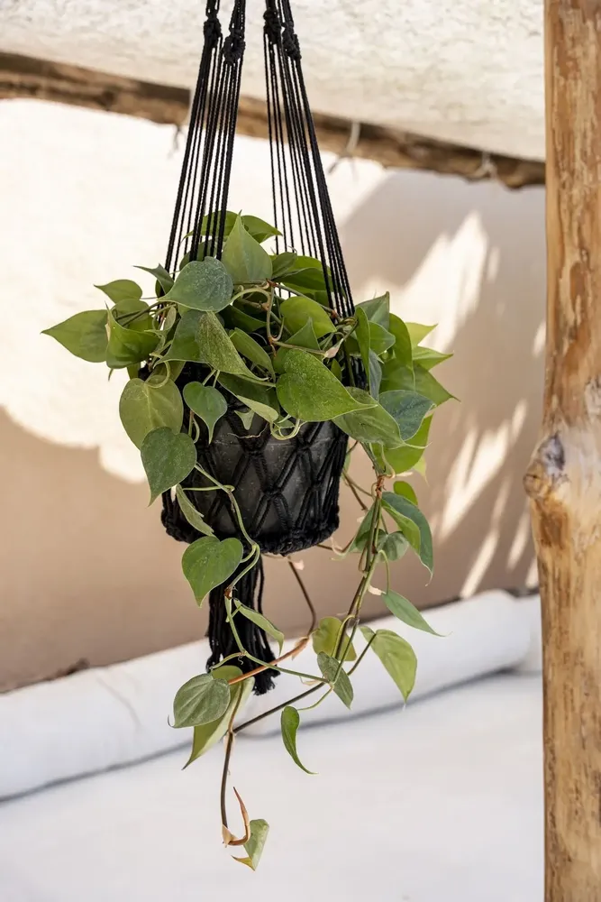 Objets de décoration - Le Porte-Plante Macramé - Noir - L - BAZAR BIZAR LIVING