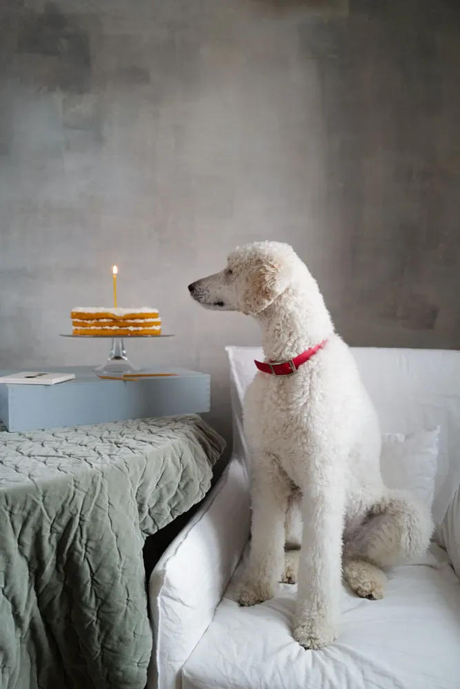 Decorative objects - PET Birthday Candles - OVO THINGS