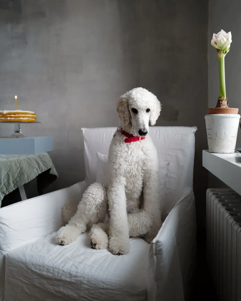 Decorative objects - PET Birthday Candles - OVO THINGS