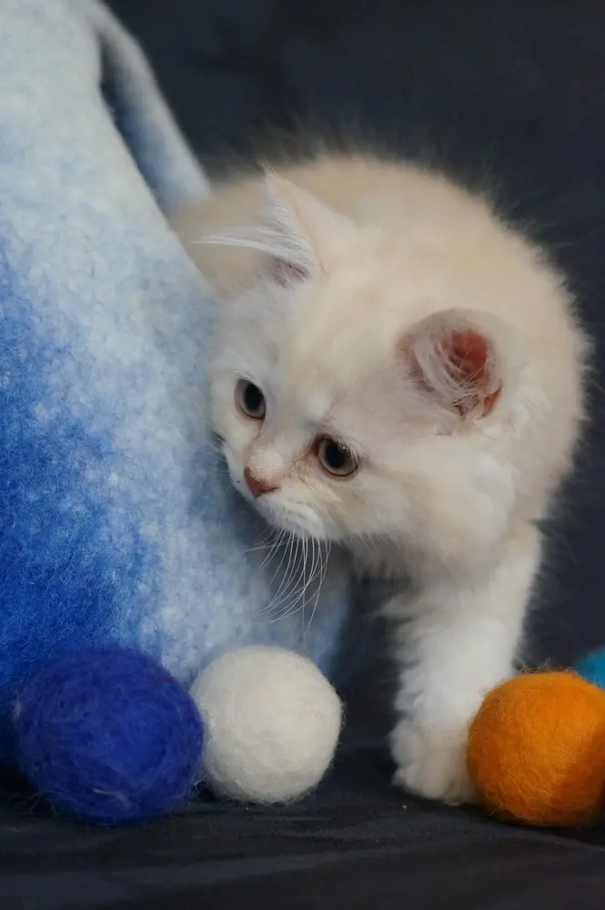 Pet accessories - Jouets pour chats - COCOON PARIS