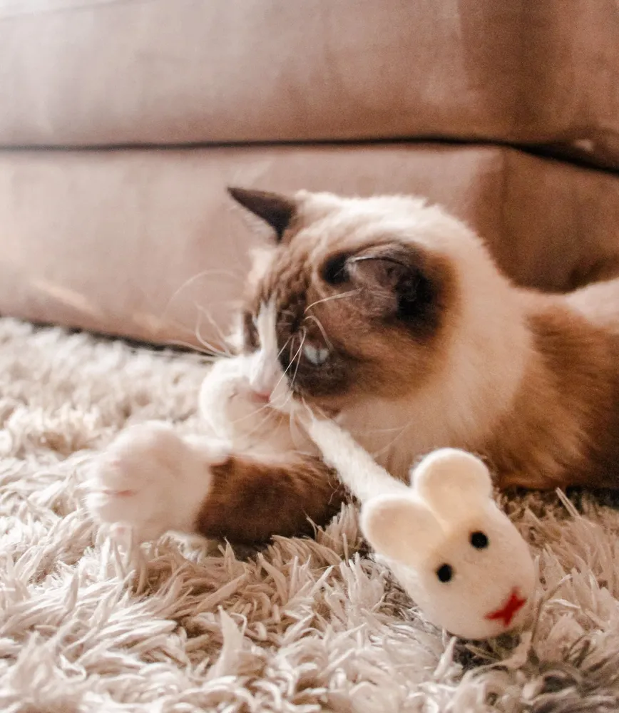 Pet accessories - Jouets pour chats - COCOON PARIS