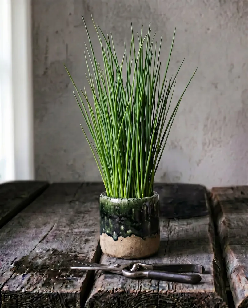 Flower pots - The Moss Planter - Concrete Green - S - BAZAR BIZAR LIVING