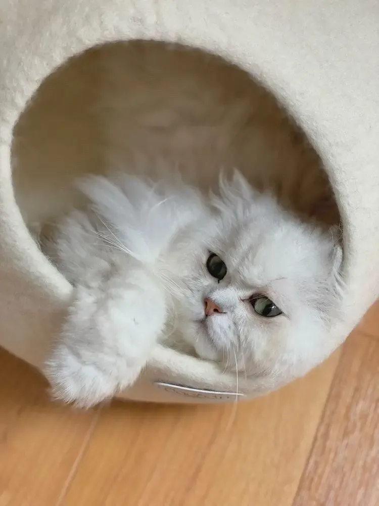 Rugs - Cat Cocoon, Cat Cave, Cat Sleeping, Cat Sleeping, Cat Basket, Igloo, Cat House, Bed, Cabin, Cat House - COCOON PARIS