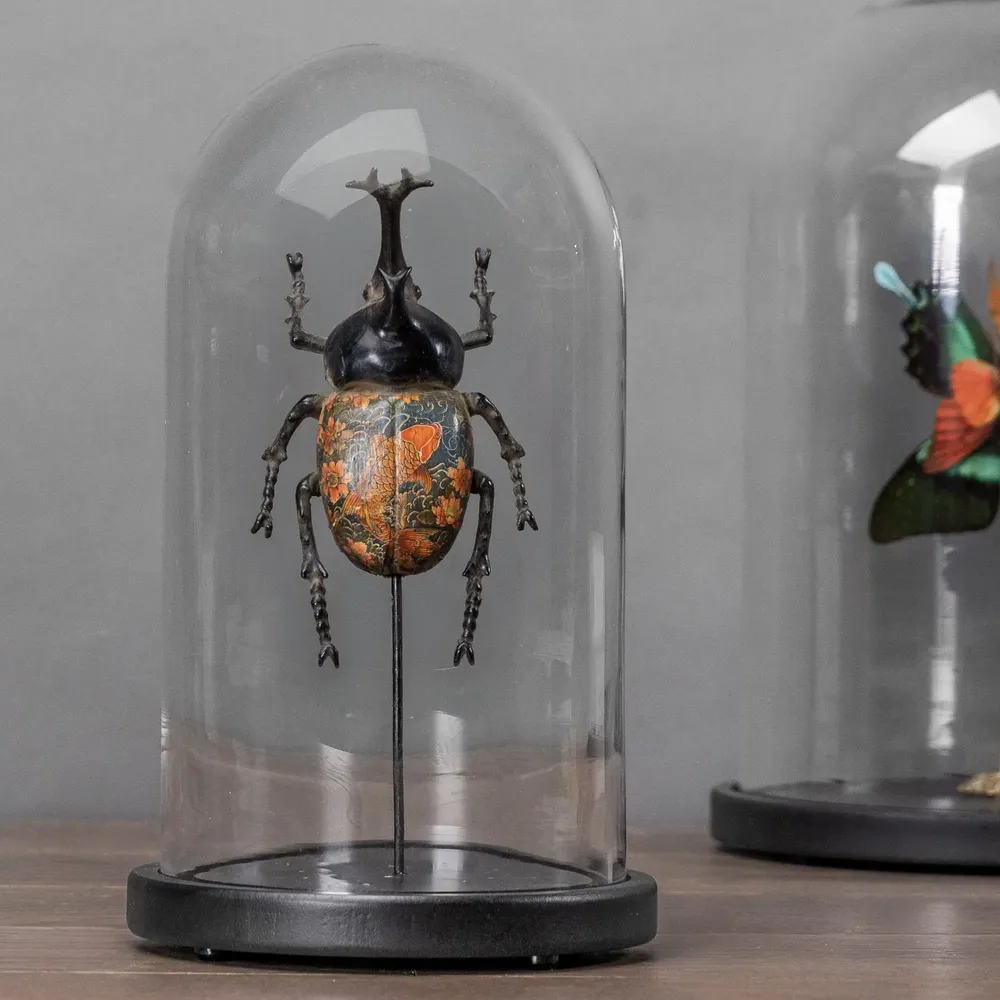 Objets de décoration - Curieux Spécimens - ATELIERS DAVOY