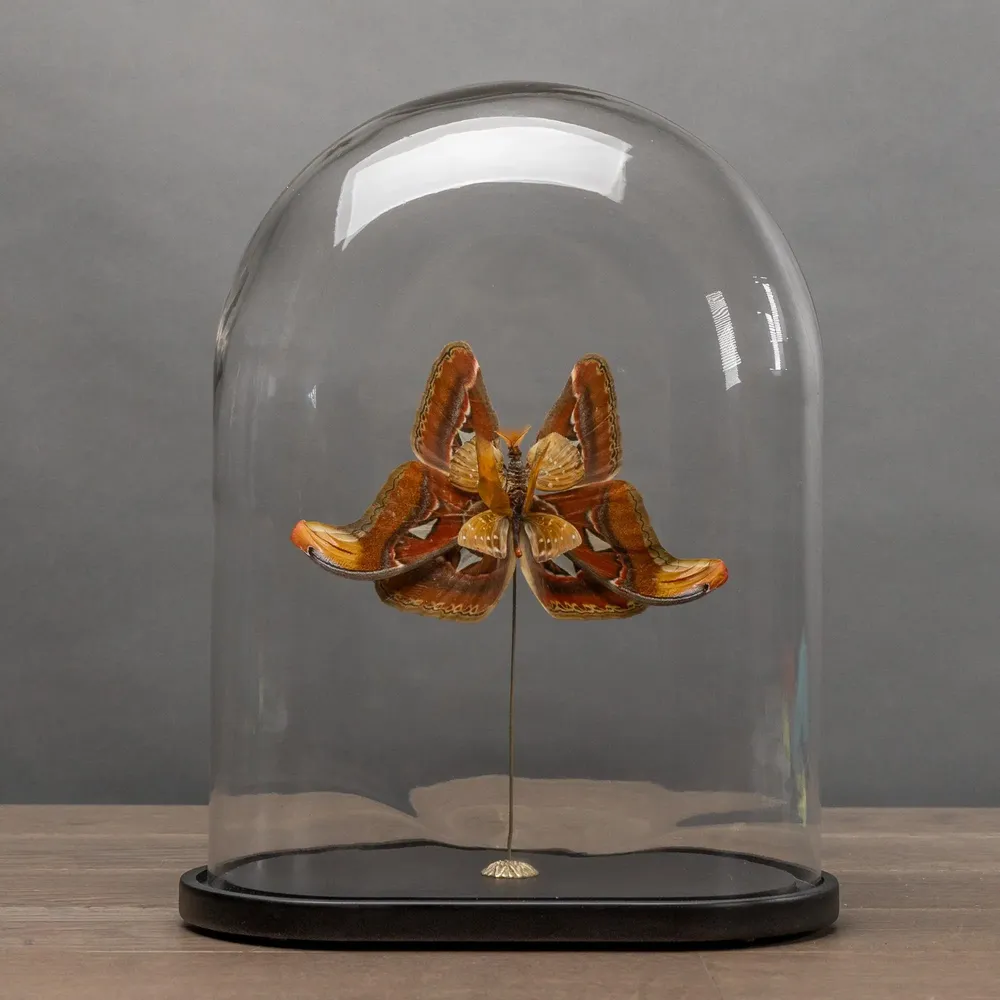 Objets de décoration - Curieux Spécimens - ATELIERS DAVOY