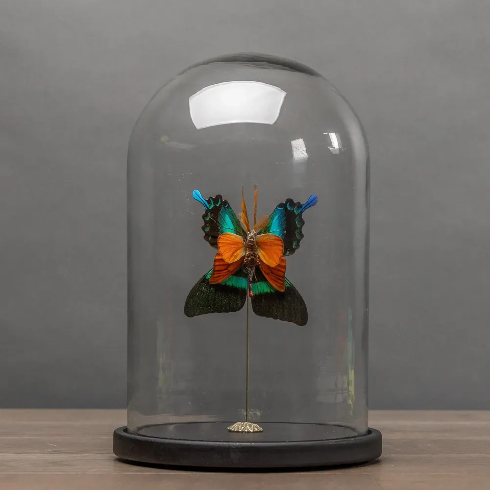 Objets de décoration - Curieux Spécimens - ATELIERS DAVOY