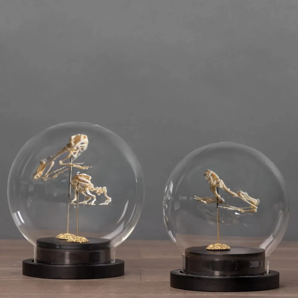 Objets de décoration - Curieux Spécimens - ATELIERS DAVOY