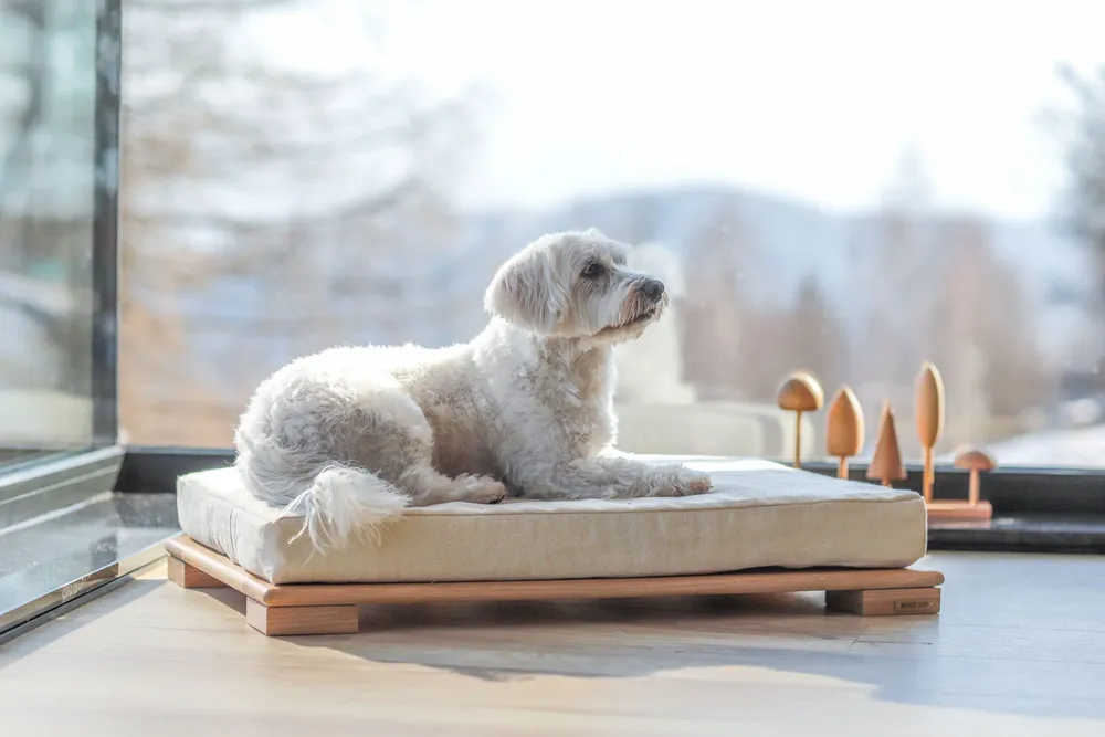 Beds - Wooden Pet Bed - WOODEN STORY