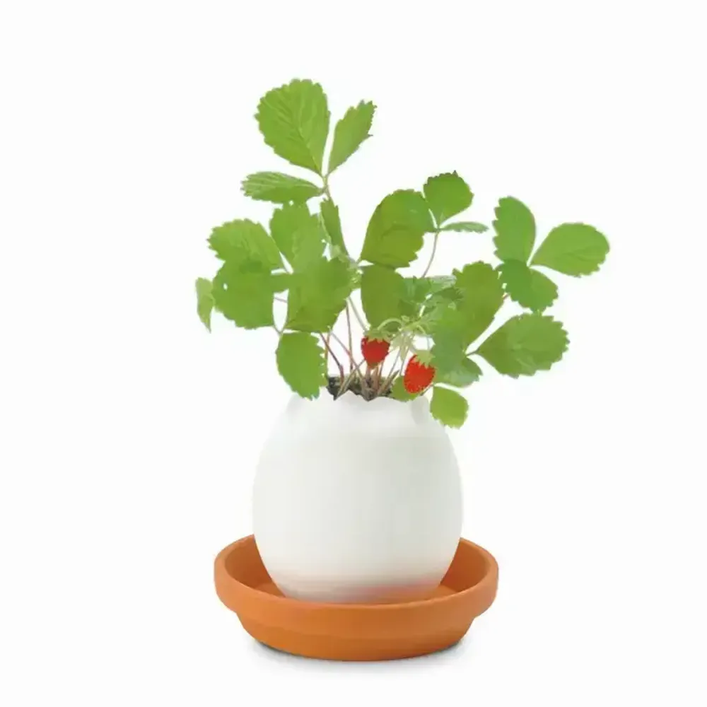 Cadeaux - Eggling - NOTED