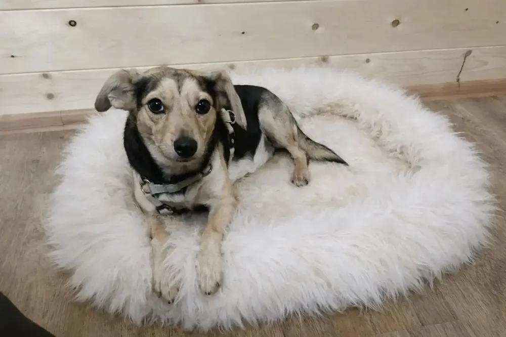 Objets de décoration - Lit Mérinos en peau de mouton pour chiens et chats — B2B - PROVELLUS SHEEPSKIN PRODUCER