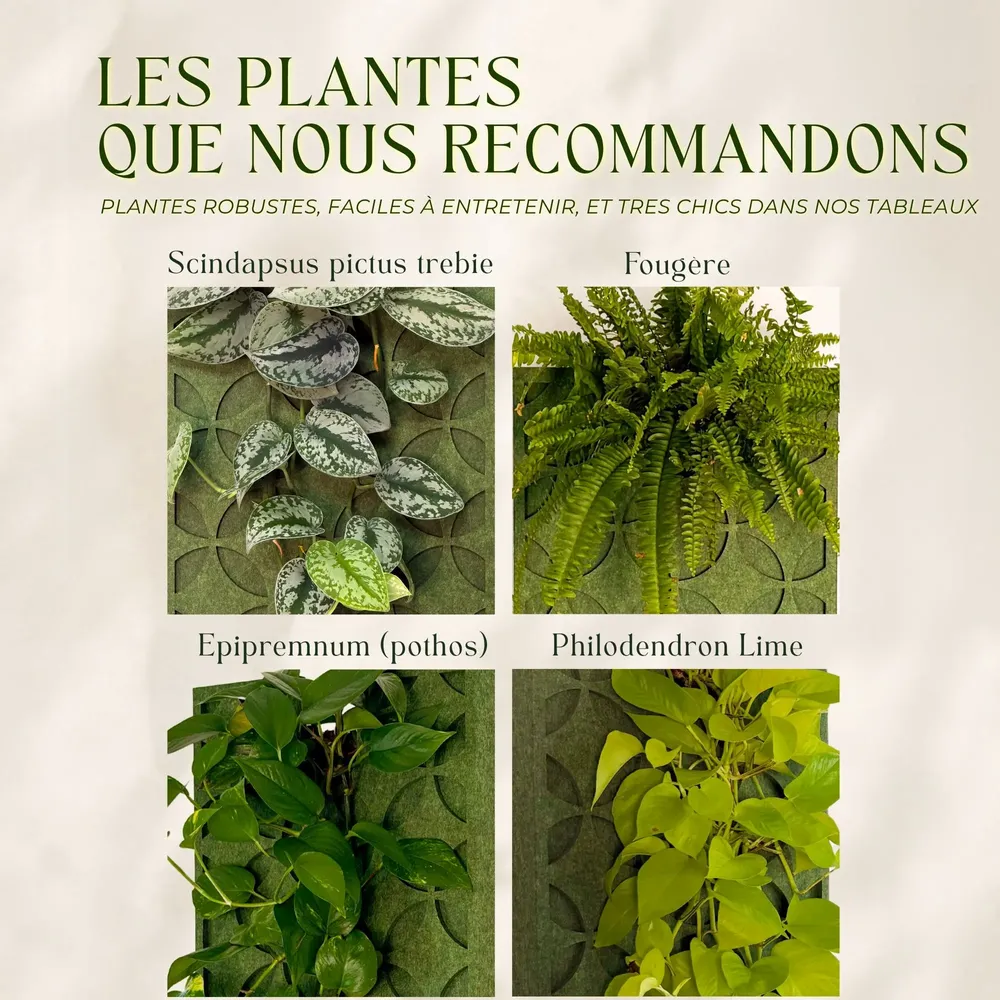 Solutions acoustiques - Tableau végétal design - plantes vivantes - Retro rouge 40x40 - ARTENA VEGETAL