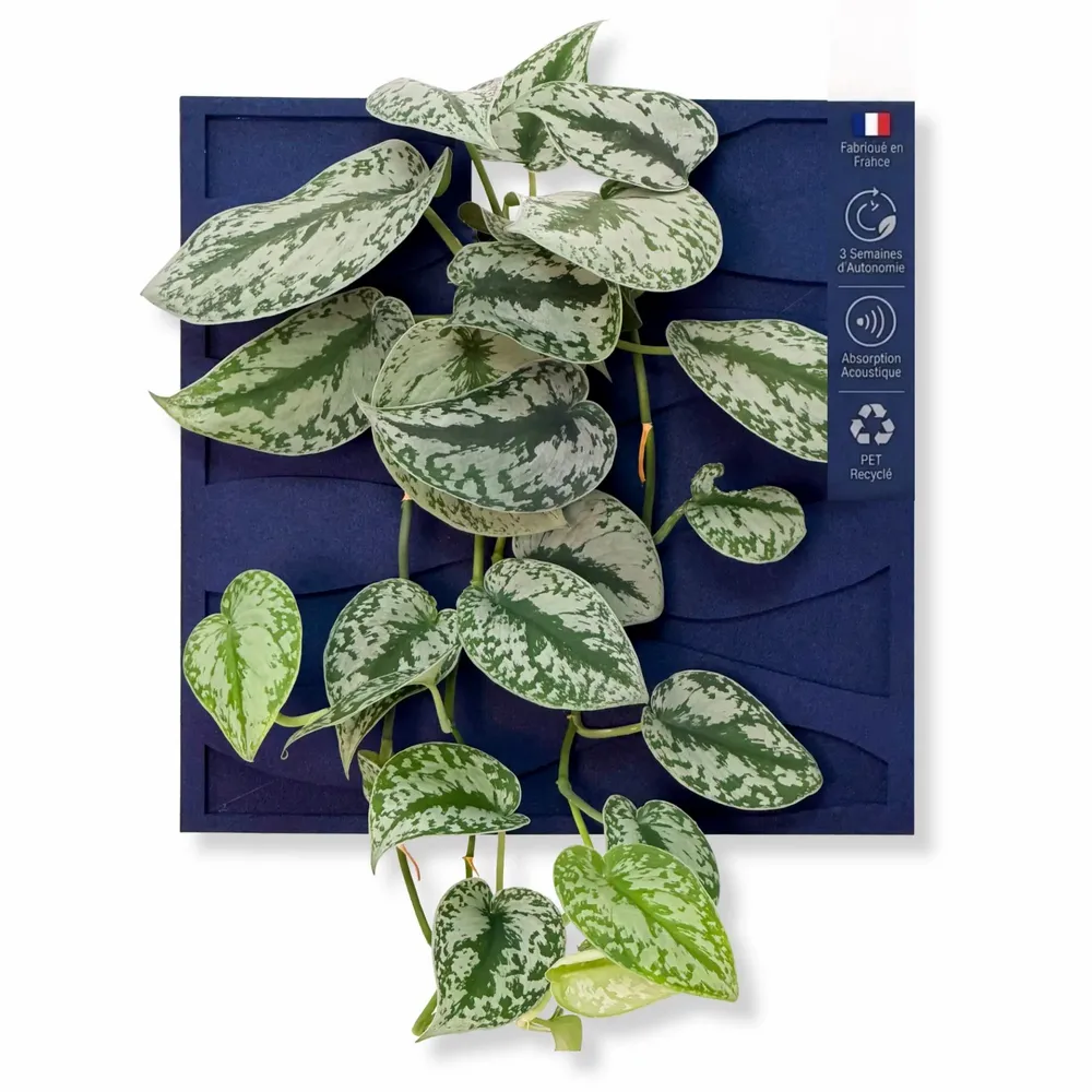 Solutions acoustiques - Tableau végétal design - plantes vivantes - WAVE 40x40 - ARTENA VEGETAL