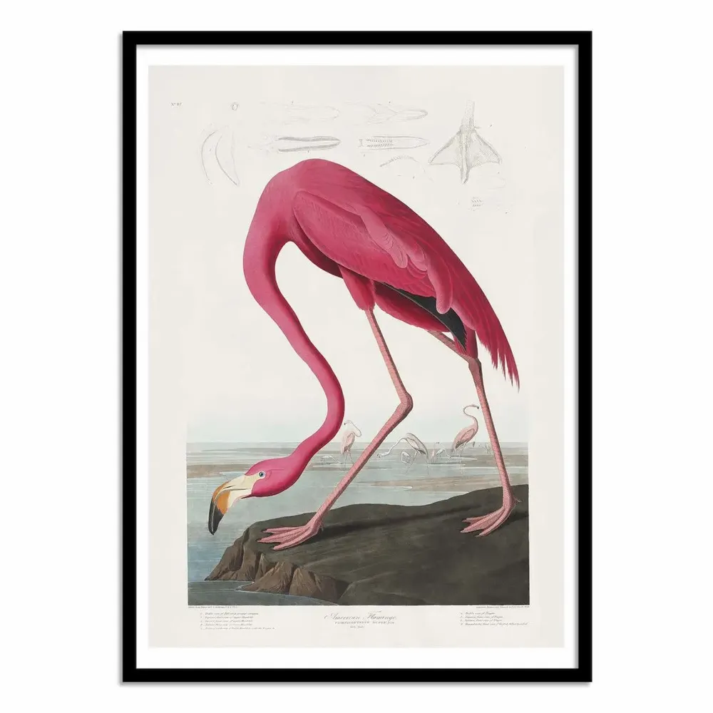 Poster - Art-Poster - Pink Flamingo From Birds of America 1827 - Pictufy - WALL EDITIONS