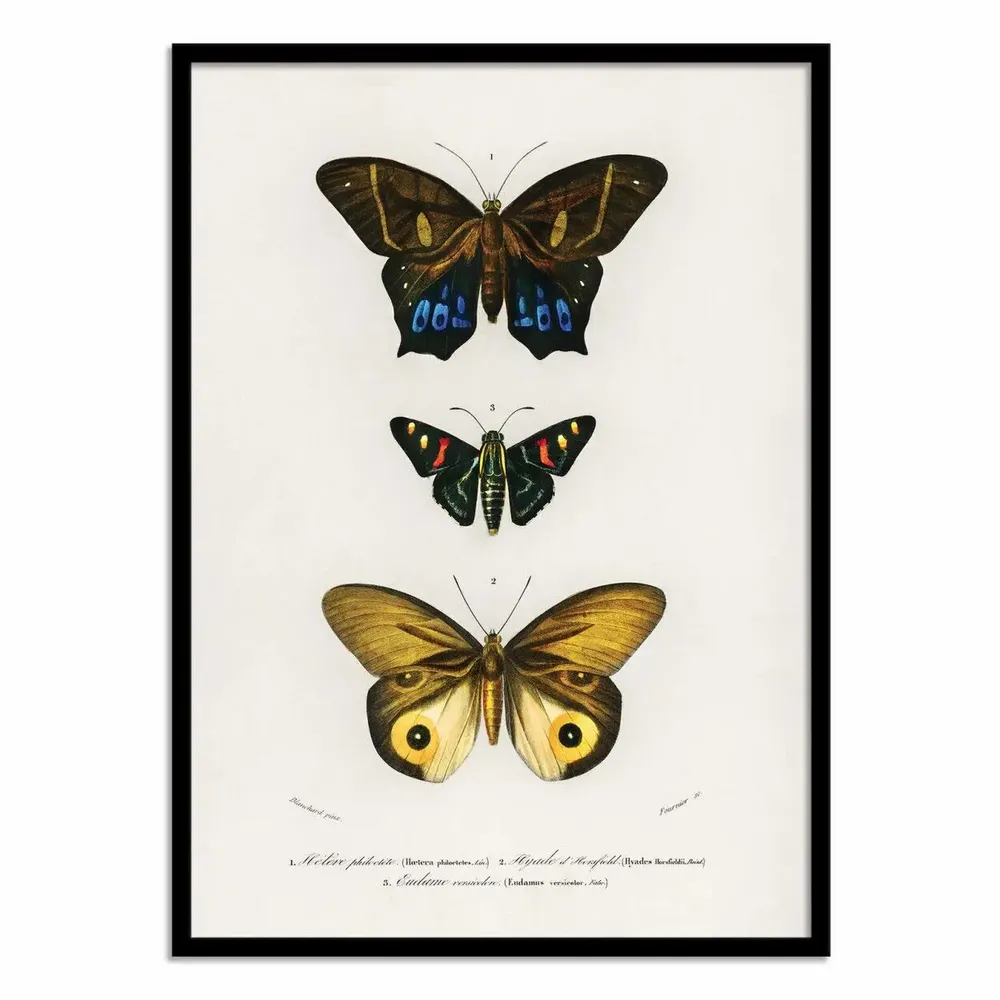 Affiches - Affiche - Different Types of Butterflies - Charles Dessalines - WALL EDITIONS