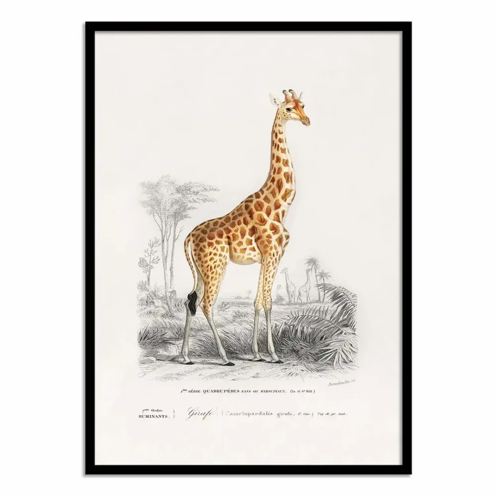 Poster - Art-Poster - Giraffe - Charles Dessalines - WALL EDITIONS