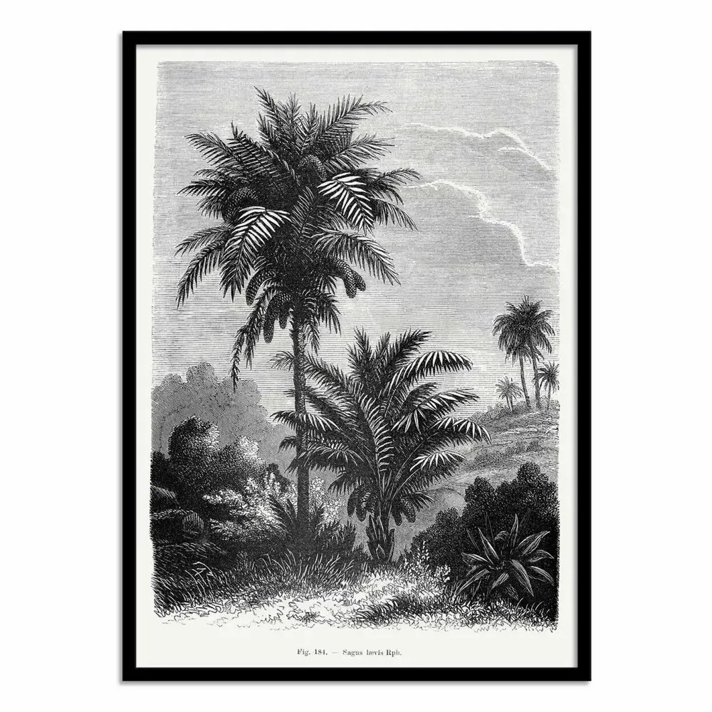 Affiches - Affiche - Vintage Palm Tree Drawing V - Les Palmiers Histoire - WALL EDITIONS