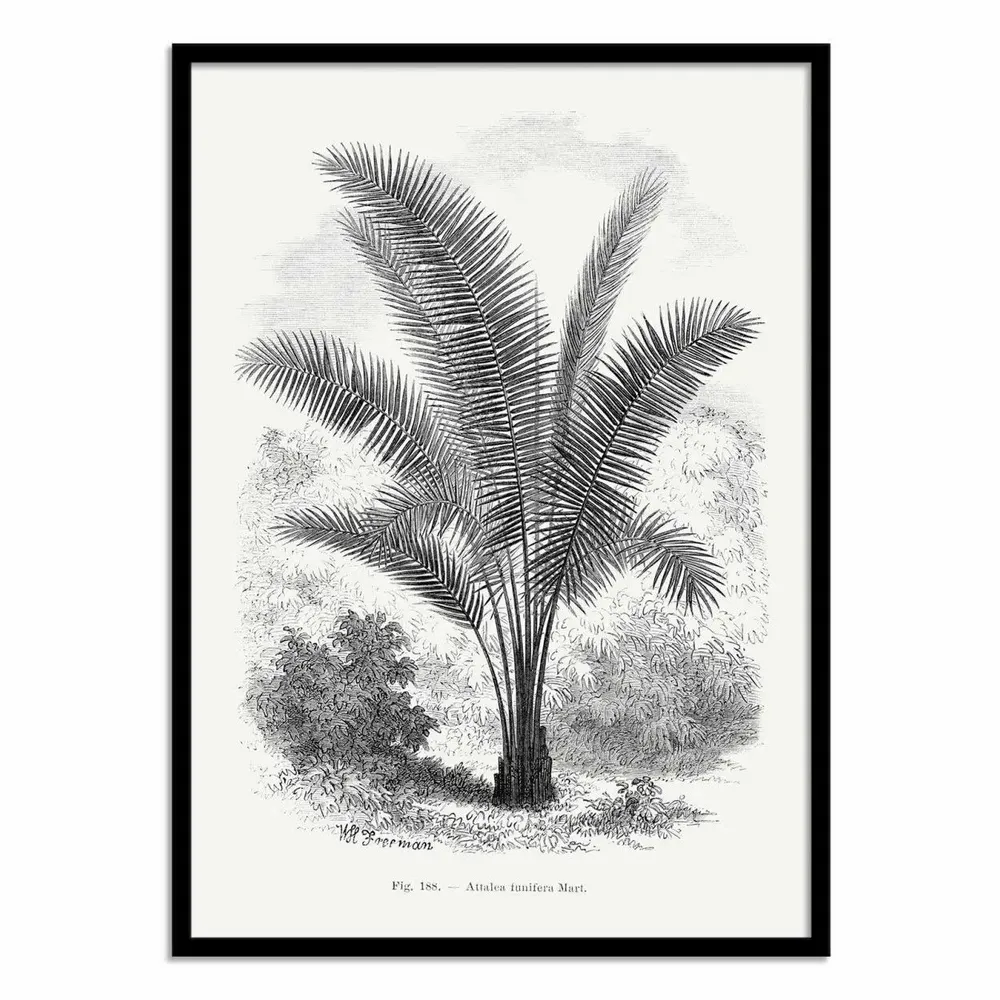 Poster - Art-Poster - Vintage Palm Tree Drawing Vii - Les Palmiers Histoire - WALL EDITIONS