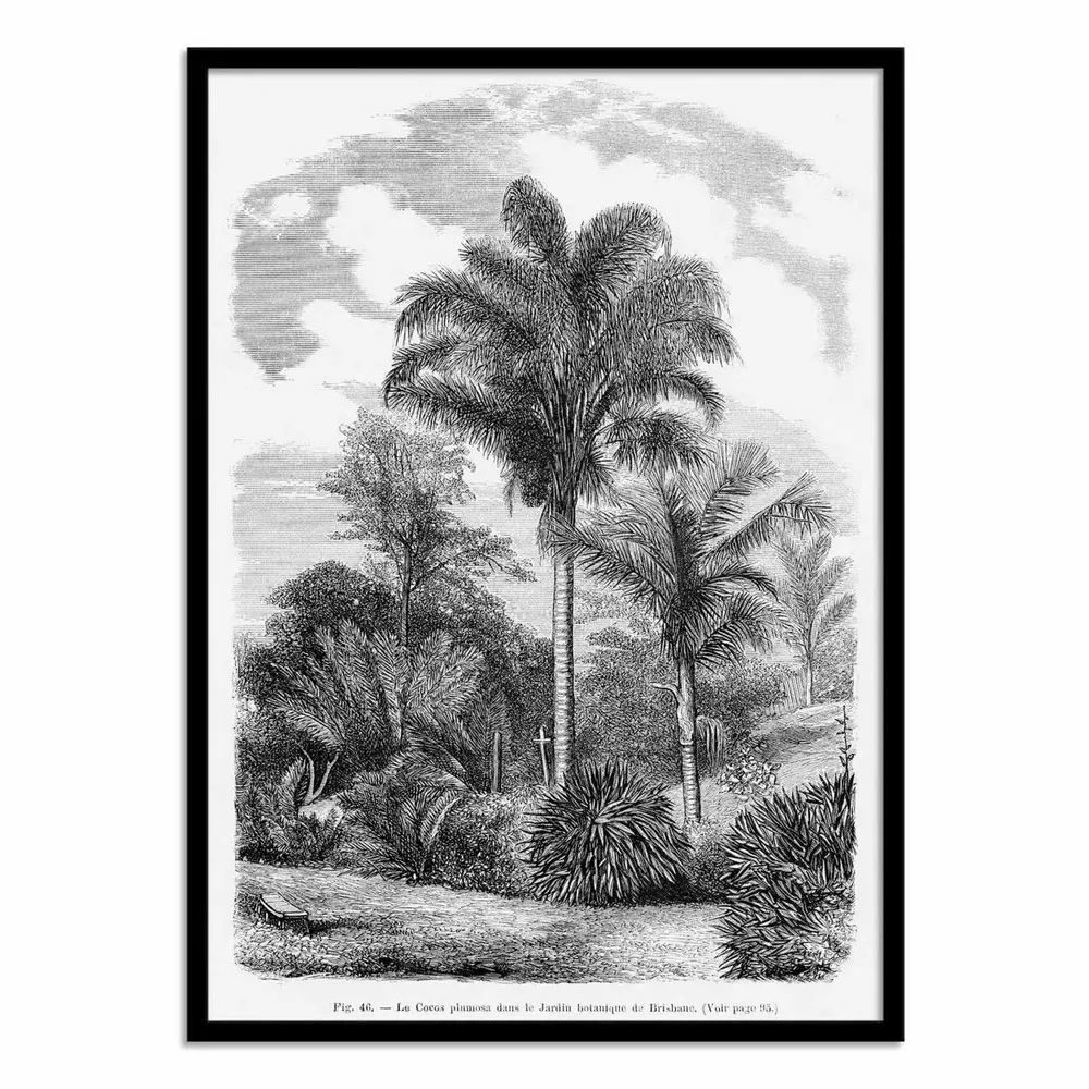 Affiches - Affiche - Vintage Palm Tree Drawing Vi - Les Palmiers Histoire - WALL EDITIONS