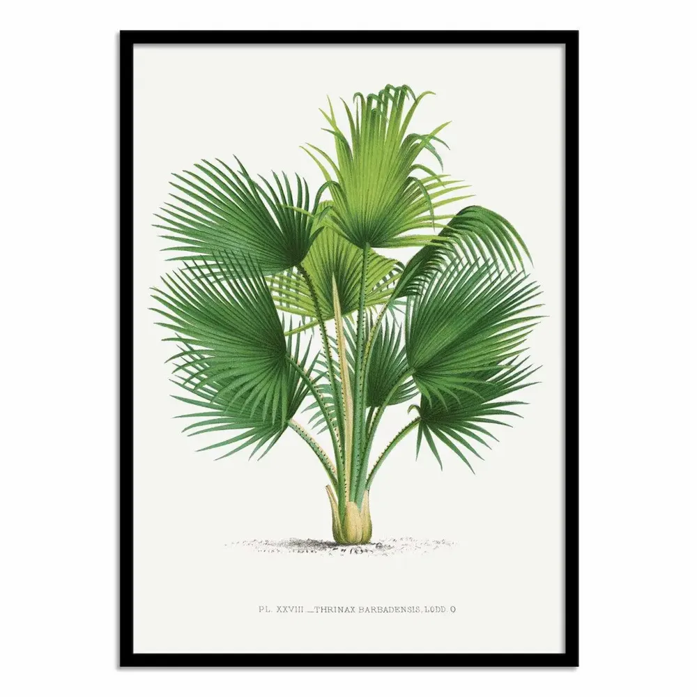 Affiches - Affiche - Thrinax V2 - Les Palmiers Histoire - WALL EDITIONS