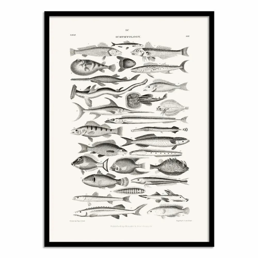 Poster - Art-Poster - Sealife I - Oliver Goldsmith - WALL EDITIONS