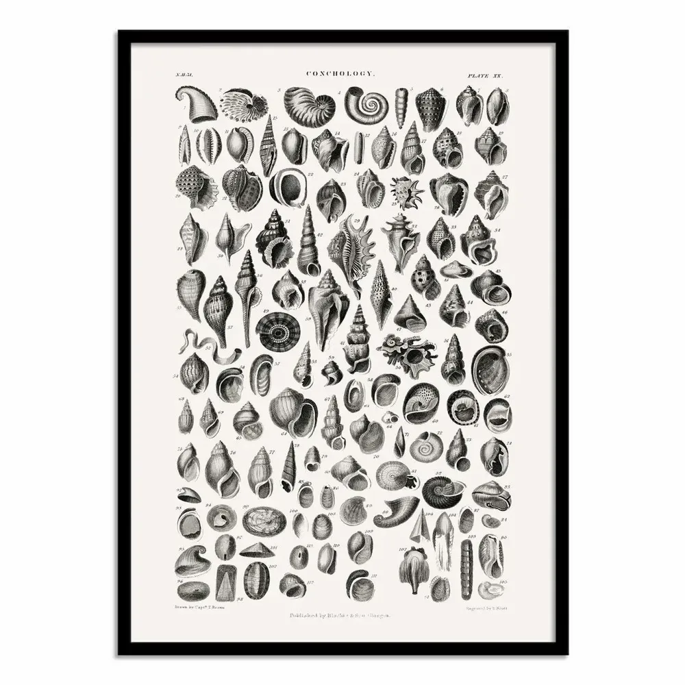 Affiches - Affiche - Sealife III - Oliver Goldsmith - WALL EDITIONS