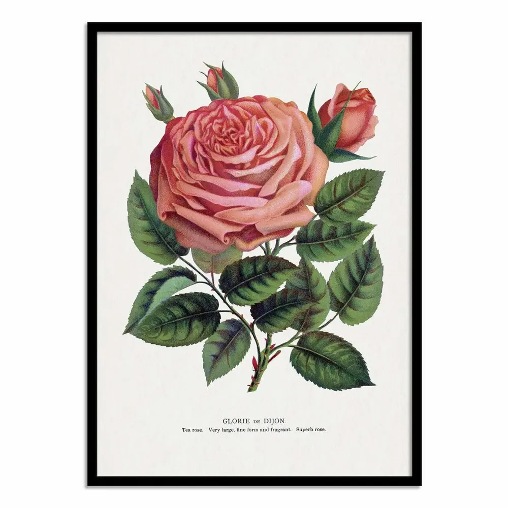 Affiches - Affiche - Pink Rose, Glorie De Dijon Lithograph - Botanical Specimen Rochester - WALL EDITIONS