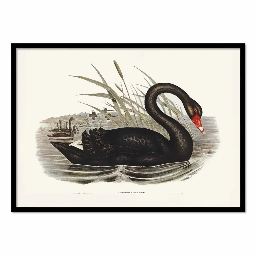 Affiches - Affiche - Black Swan - Elizabeth and John - WALL EDITIONS