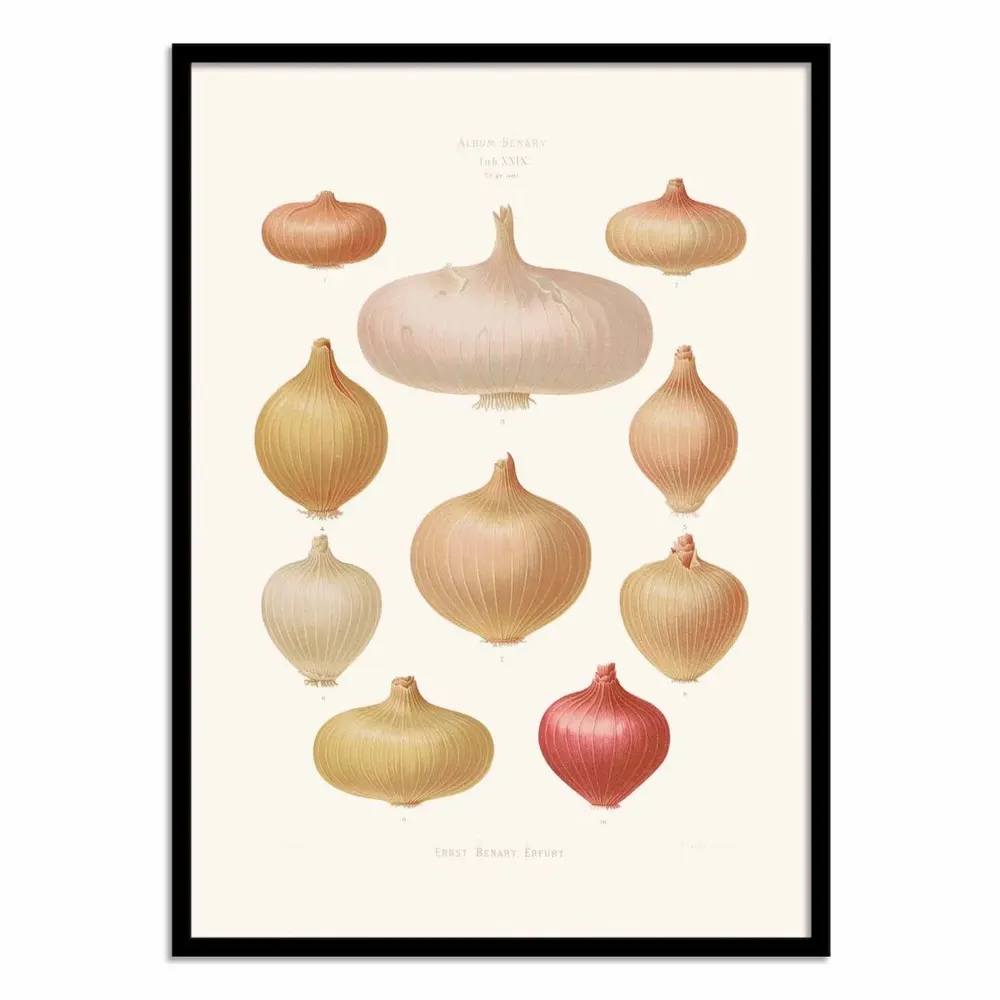 Poster - Art-Poster - Onions (1876) By Ernst Benary - WALL EDITIONS