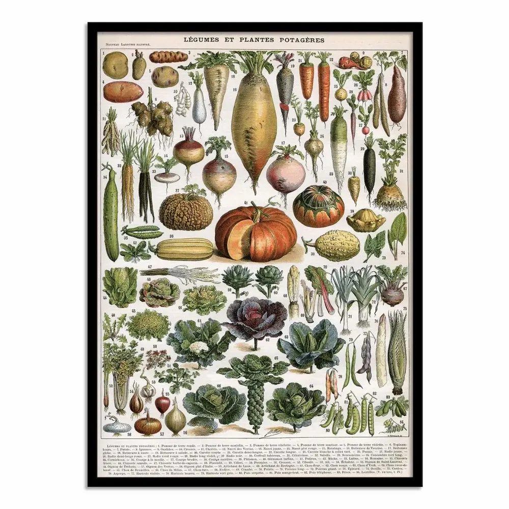 Affiches - Affiche - Légumes et plantes potagères 1905 - Alillot - WALL EDITIONS