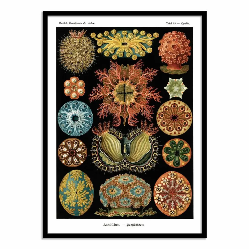 Affiches - Affiche - Ascidiae, 1899 - WALL EDITIONS