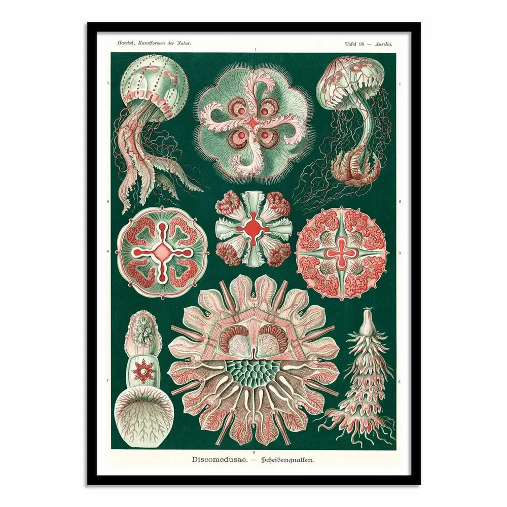 Affiches - Affiche - Discomedusae, 1899 - WALL EDITIONS