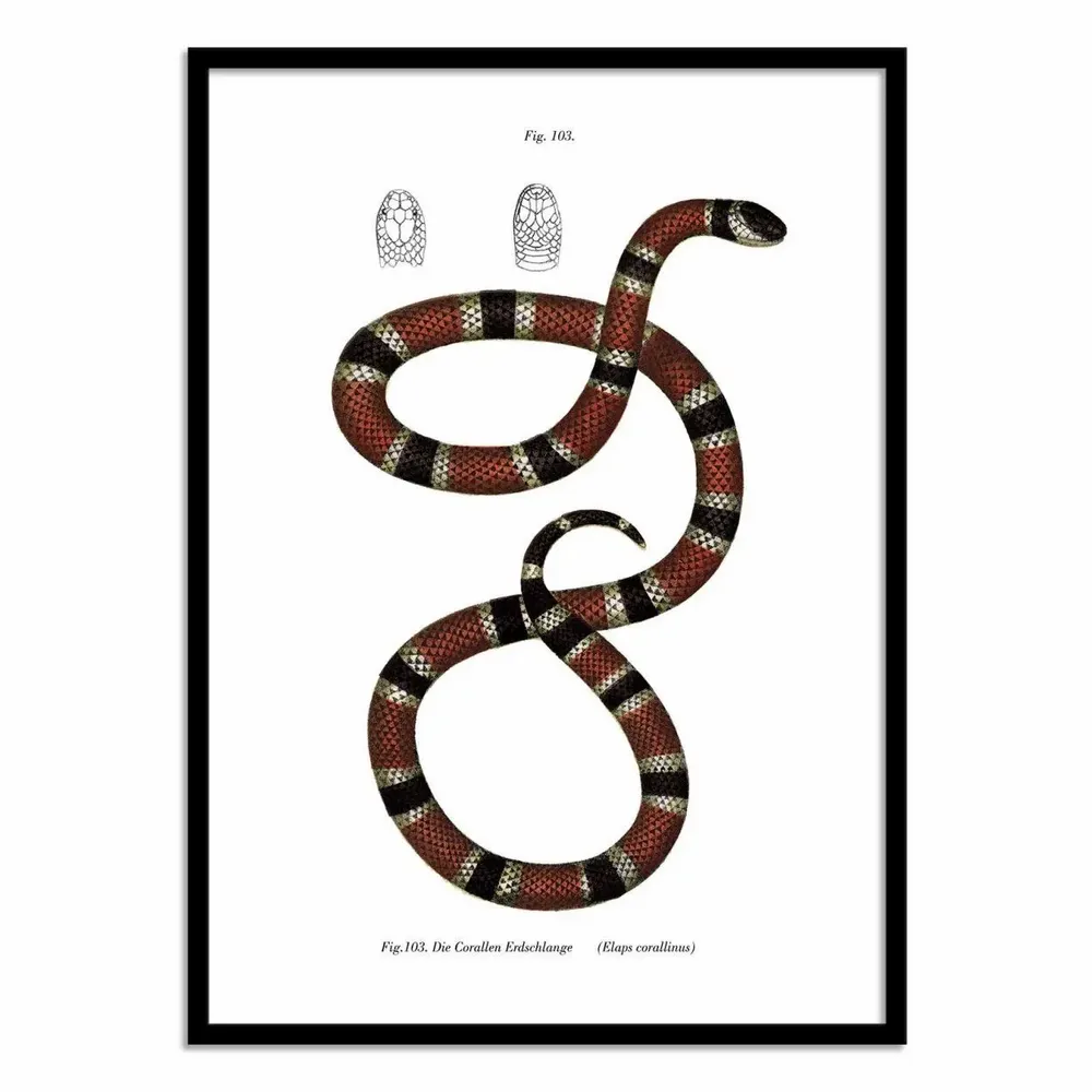 Affiches - Affiche - Coral Snake - WALL EDITIONS