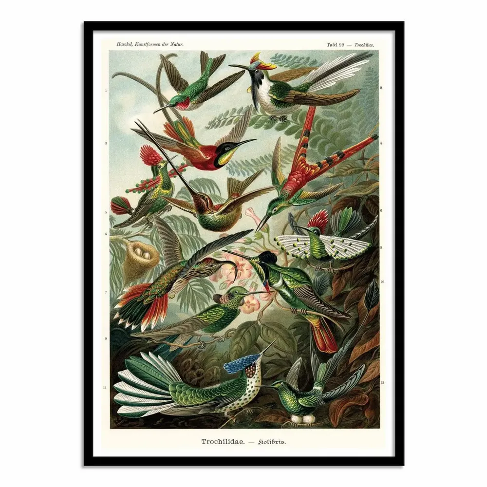 Affiches - Affiche - Trochilidae, 1899 - WALL EDITIONS