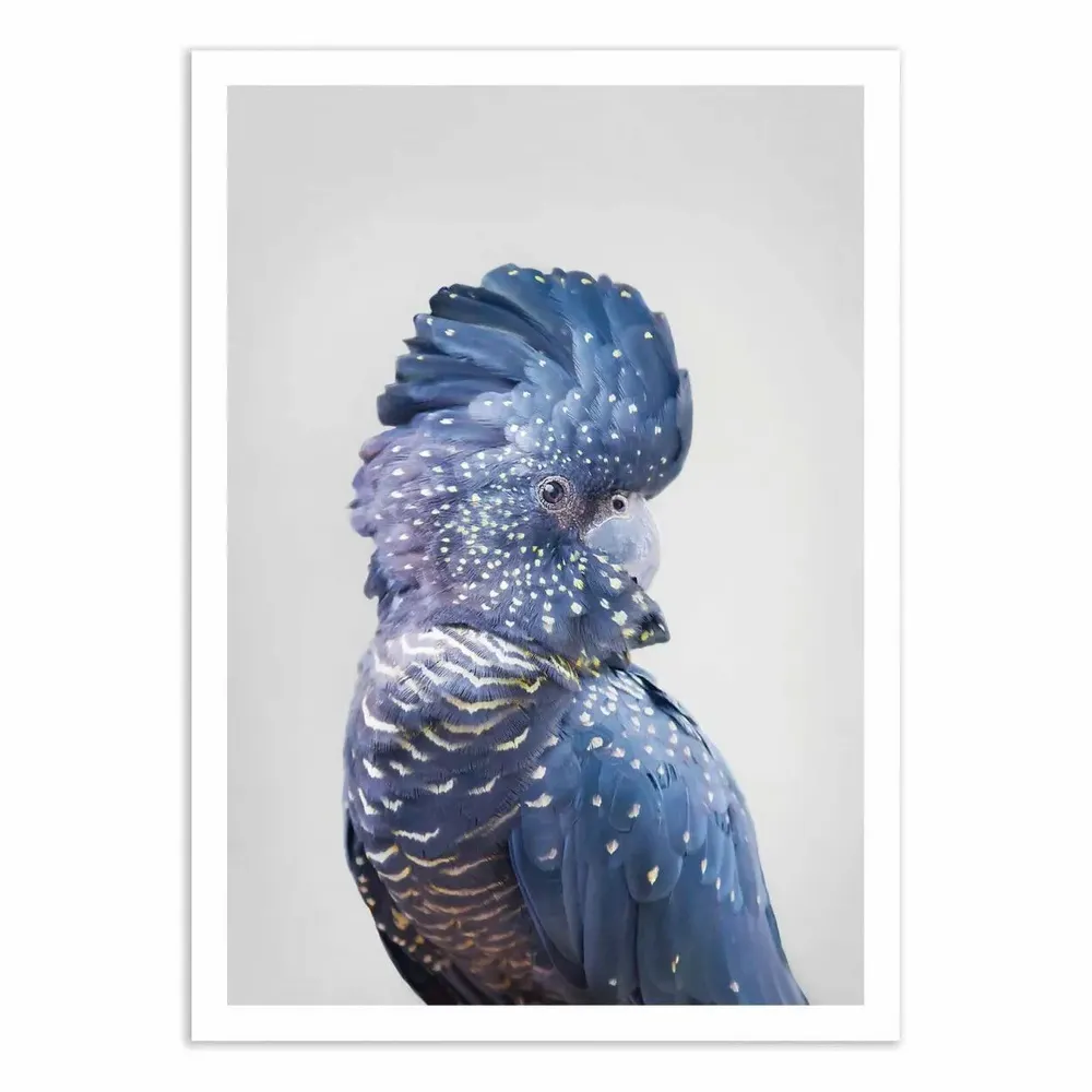 Poster - Art-Poster - Black Cockatoo - Sisi and Seb - WALL EDITIONS