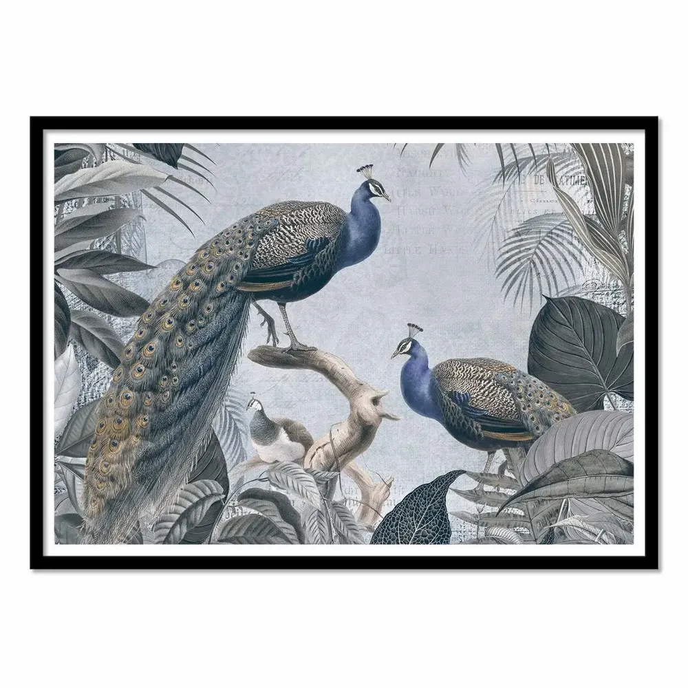 Poster - Art-Poster - Fantastic Peacocks - Andrea Haase - WALL EDITIONS