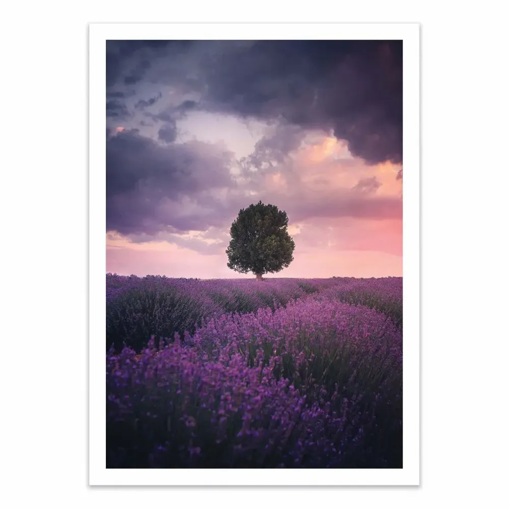 Poster - Art-Poster - Lavender Fields - Cuma Cevik - WALL EDITIONS