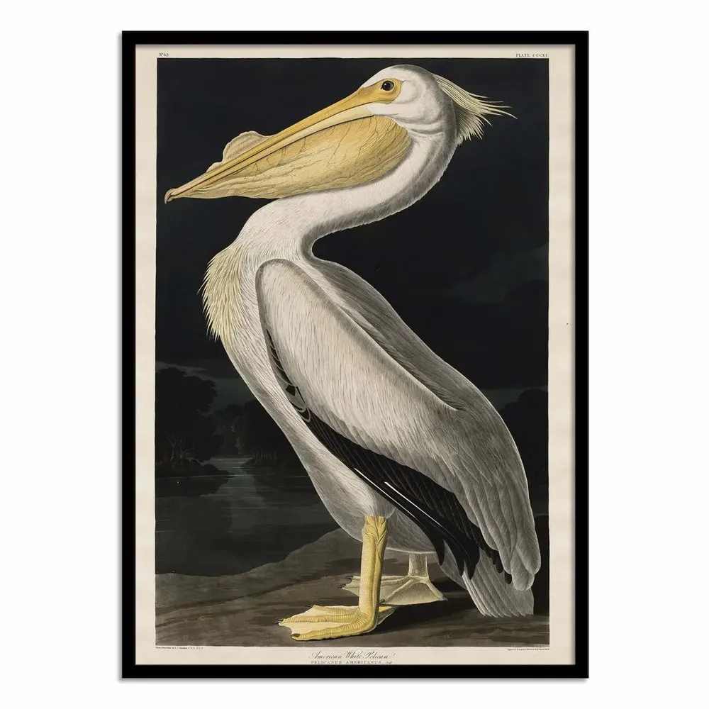 Affiches - Affiche - American White Pelican 1836 - John James Audubon - WALL EDITIONS